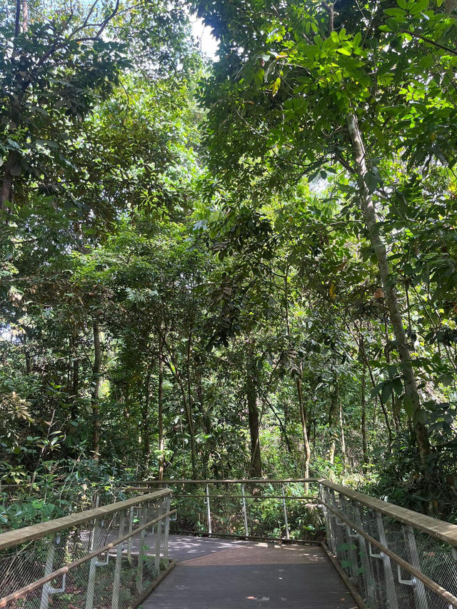 🇸🇬 Conquering the Summit: A Hike up Bukit Timah Hill in Singapore