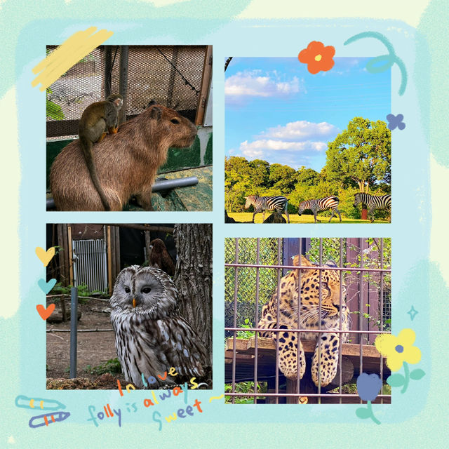 馬六甲動物園：野生動物的奇妙🦉🐾