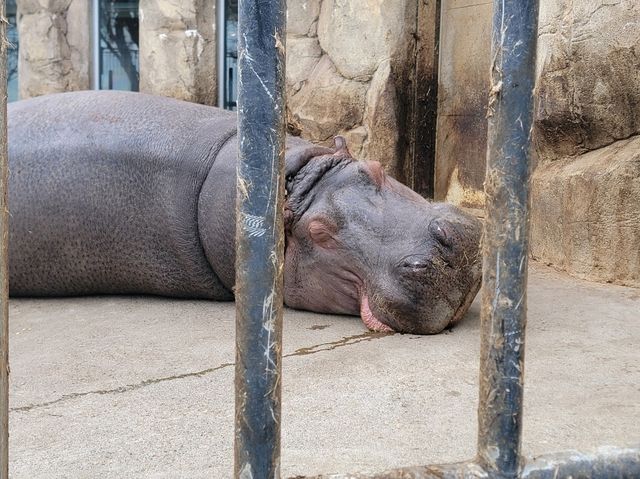 旭川動物園 邂逅企鵝散步