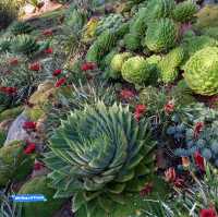Larnach Castle Garden's Timeless Charm
