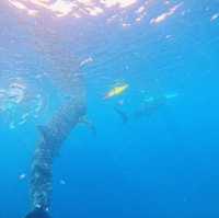 セブ島オススメ
