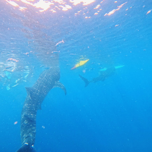 セブ島オススメ