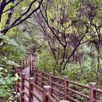 제주 생태계의 허파라 불리는 울창한 원시림 산책 - 곶자왈 도립공원