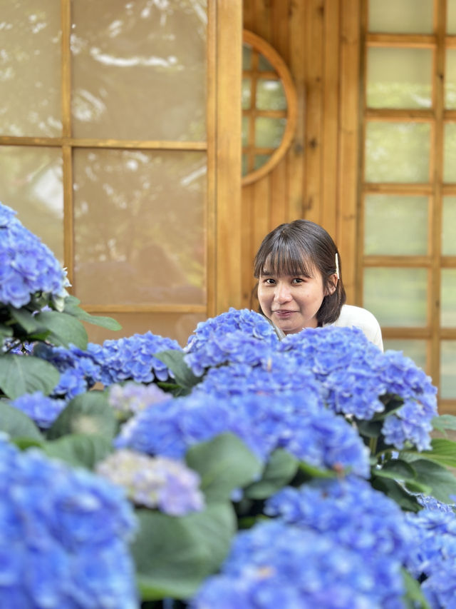 🌸Hydrangea Garden 🪴 Manhua Manor