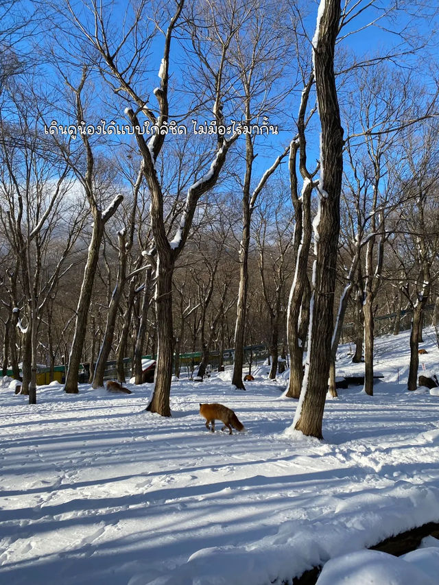 🦊 Zao Fox Village 🦊