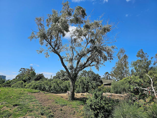 🐯🧸샌디에고 동물원 San diego zoo