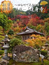 【ここ行って】本当は教えたくない🙅丹波地方最古の寺院で見る紅葉✨