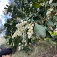 벚꽃 맛집 [이노카시라 공원]🌸