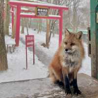 【日本宮城】藏王狐狸村🦊｜一定要在下雪天到狐狸村一次！