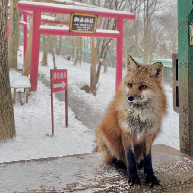 【日本宮城】藏王狐狸村🦊｜一定要在下雪天到狐狸村一次！