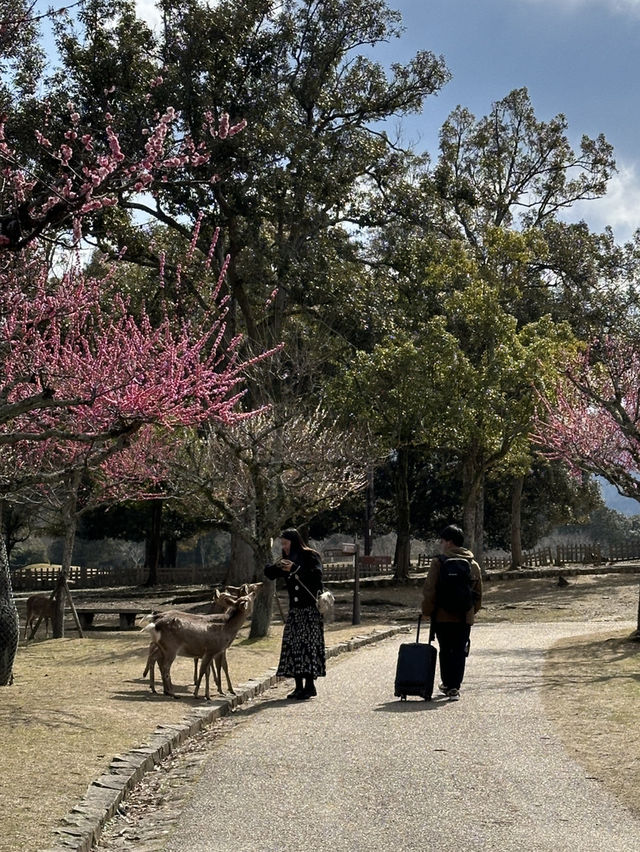 🇯🇵春日獨遊奈良賞櫻🌸