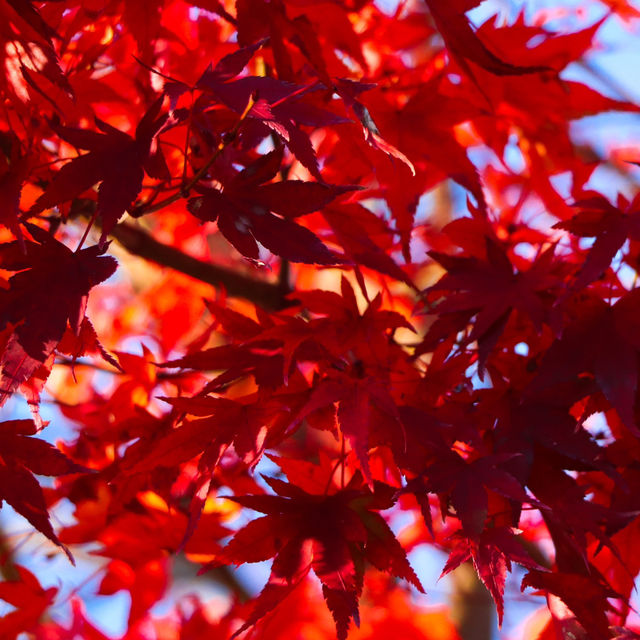 Momiji Kairo Kawaguchiko 