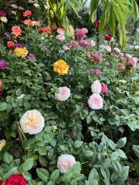 🍃คาเฟ่สวนดอกกุหลาบ ในเชียงใหม่🌹💐