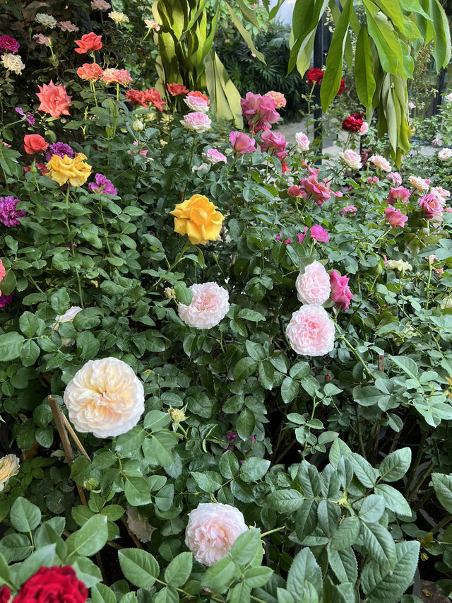 🍃คาเฟ่สวนดอกกุหลาบ ในเชียงใหม่🌹💐