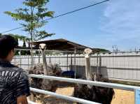GET WILD AT TTI MINI ZOO | FEED, PLAY, AND EXPLORE IN TERENGGANU