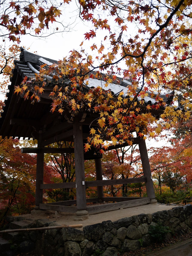 🍁 秋色に染まる常寂光寺で心ほどけるひととき 🍁