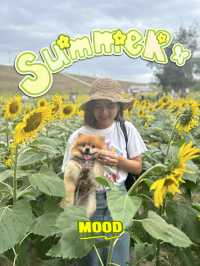 พาน้องหมาเที่ยวเล่นทุ่งทานตะวัน🌻