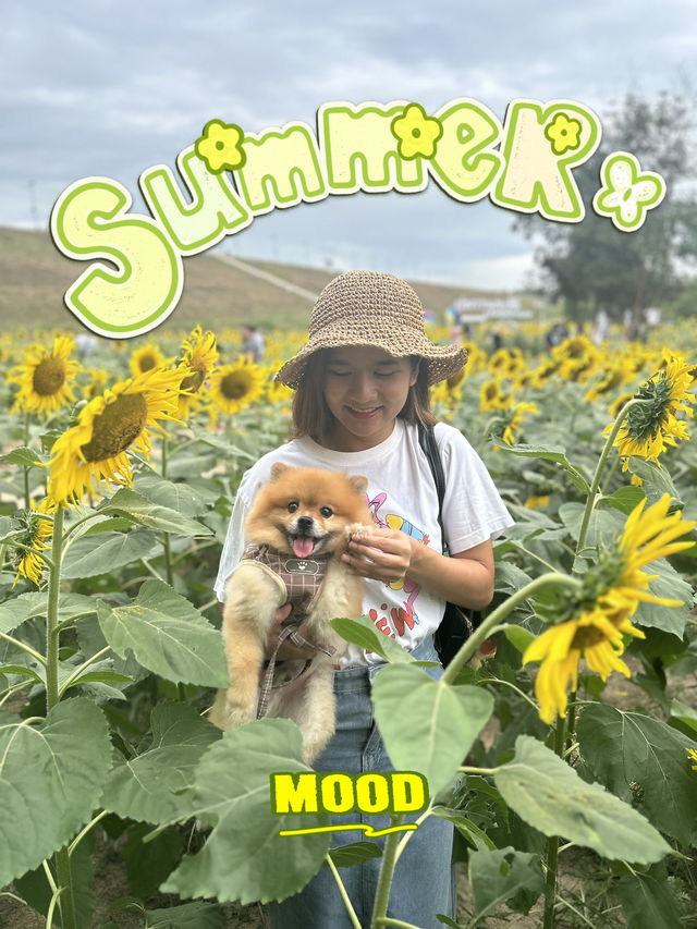 พาน้องหมาเที่ยวเล่นทุ่งทานตะวัน🌻