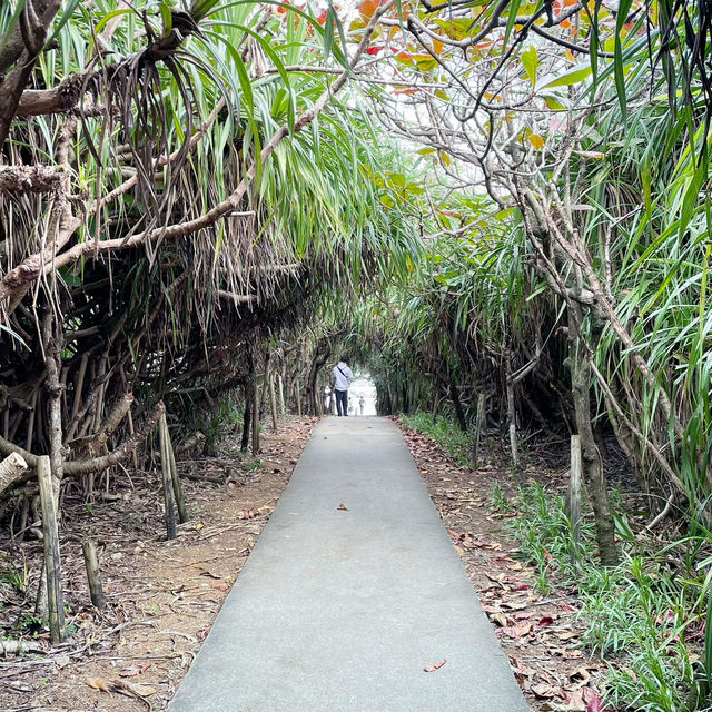【沖縄】宮古島の神秘的なスポット🌴通り池