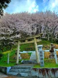 【桜に包囲される別世界 】