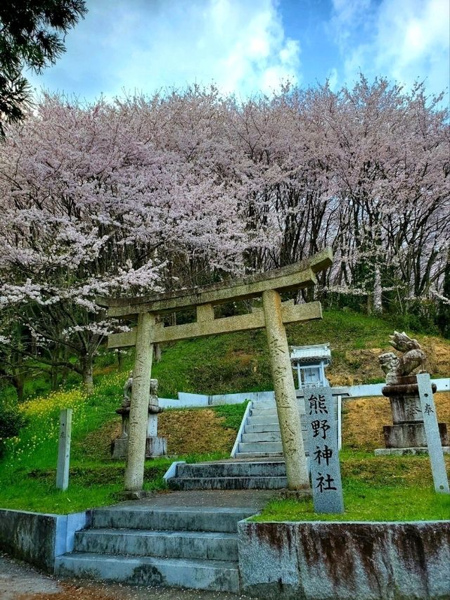 【桜に包囲される別世界 】