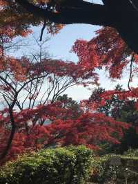 【矢田寺】金剛山寺