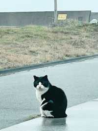 高松｜來去跳島跟貓玩 女木、男木島線路