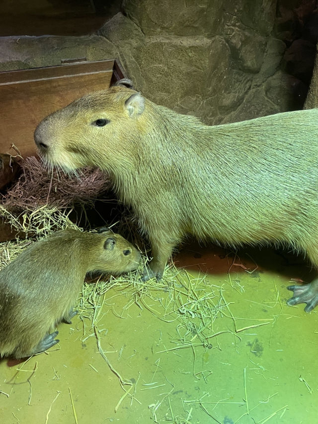 首爾親子家庭遊｜過千種動物的室內動物園｜水豚