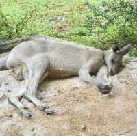 A Safari in the City: Majestic Creatures and Lush Landscapes at Singapore Zoo