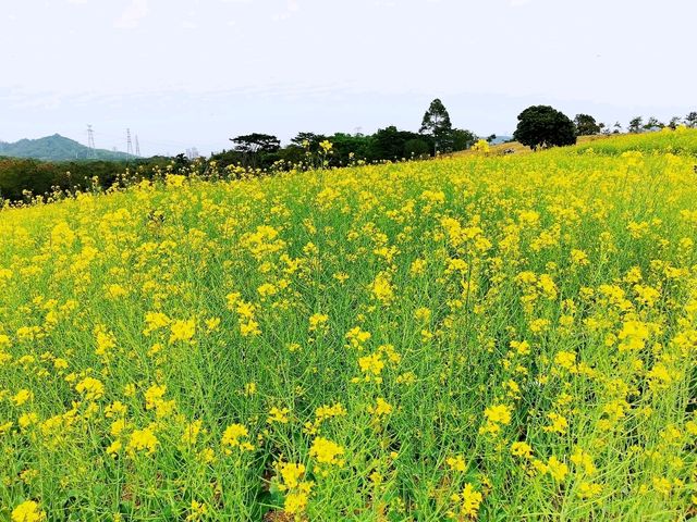 陌上花園浪漫花海