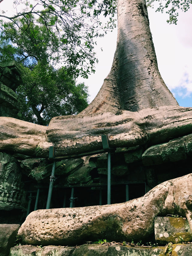Nature’s Masterpiece at Ta Prohm