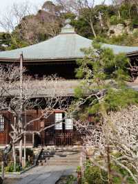 【鎌倉×初春日帰り旅】  「花の寺」として有名  梅の名所