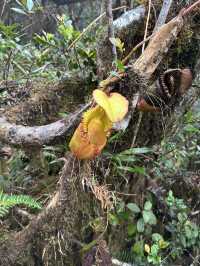 まるで異世界東南アジア最高峰のキナバル山！