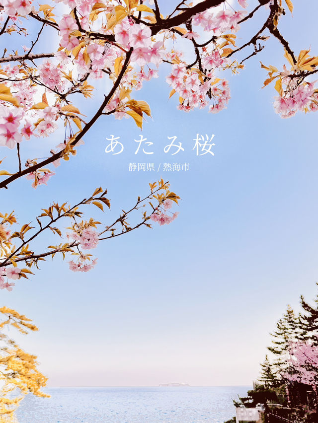 【絶景】熱海の桜が咲いてます🌸💗