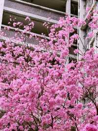 🌸 葵芳邨的粉紅夢幻：風鈴木櫻花之旅 🌸
