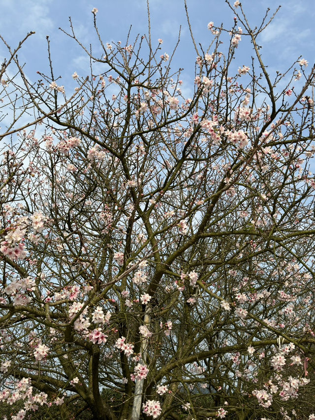 🌸 櫻花盛開，淡水無極天元宮的夢幻之旅 🌸