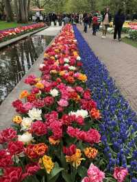 Holland's Tulip Trails: A Stunning Spring Escape