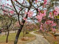 中科崴立櫻花公園賞櫻美景