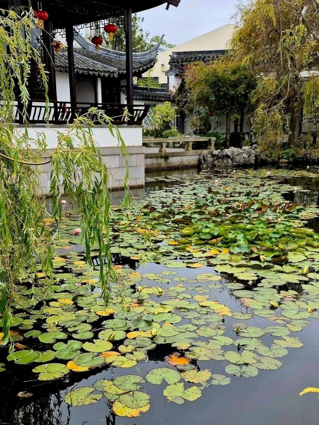 新西蘭但尼丁市中國花園～華人的驕傲