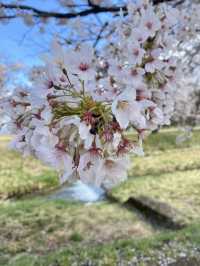 ซากุระที่ Kanonji River ฟุกุชิมะ ไม่ควรพลาด