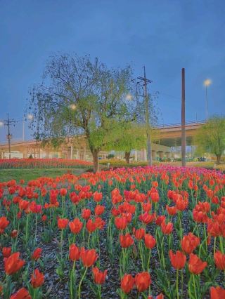 Hwamyeong Ecological Park Tulip Field