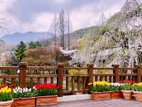 Seoulland Flower Festival Review