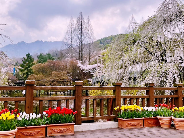 Seoulland Flower Festival Review