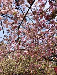 大阪賞櫻，千萬不要錯過🌸造幣局🌸