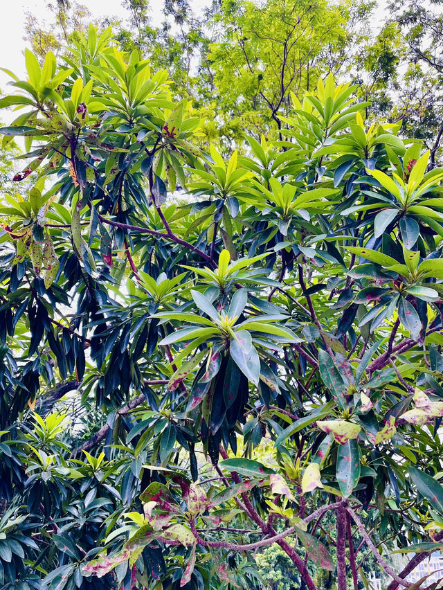 “Blooming Spring Sanctuary in Puchong”