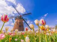 Chasing Tulips at Sakura Furusato Square