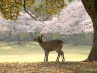 【奈良県】春の桜と鹿のコラボは最高！「奈良公園」