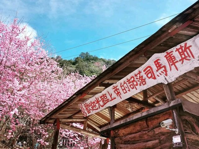 深入上帝的部落賞櫻，司馬庫斯粉紅櫻花海
