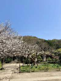 Gokurakuji & Cherry Blossoms: A Hidden Gem in Kamakura