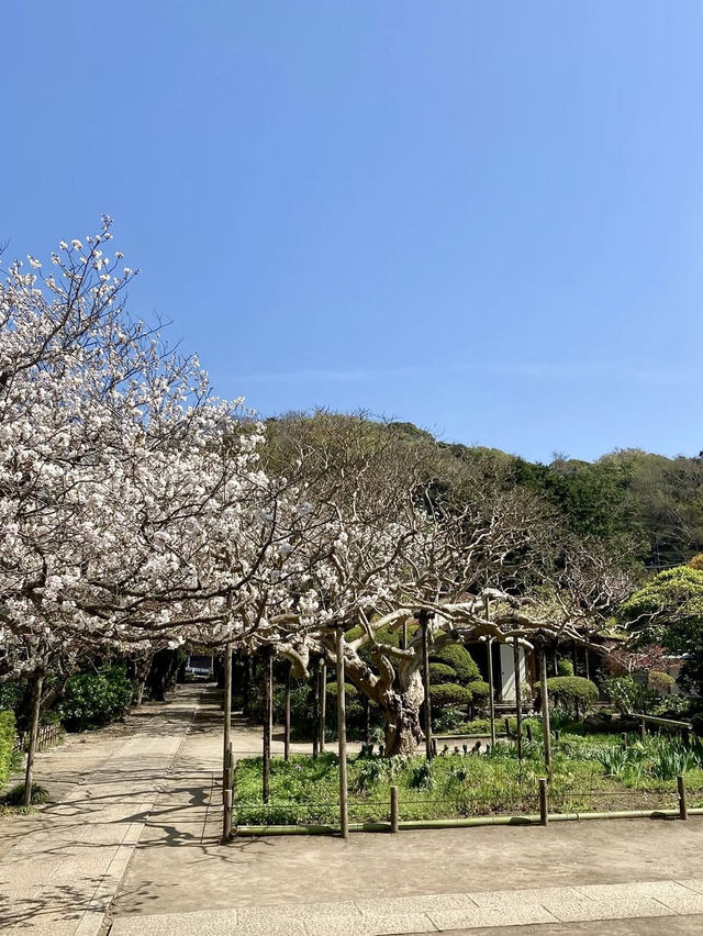 Gokurakuji & Cherry Blossoms: A Hidden Gem in Kamakura